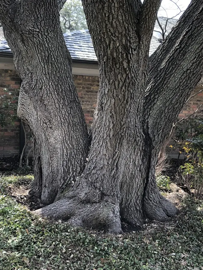 Mature heritage tree close to a Jacksonville property cared for by certified arborists